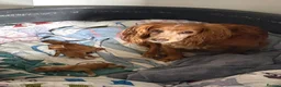 Cocker Spaniel dogs for sale: Cocker spaniel puppies - Advert 2