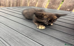 Mixed Breed cats for sale: Kittens ready to leave  - Image 17