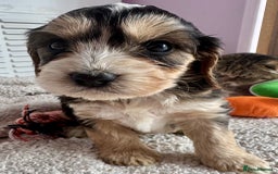 Cockapoo dogs for sale: Stunning show type cockapoo puppies  - Image 7