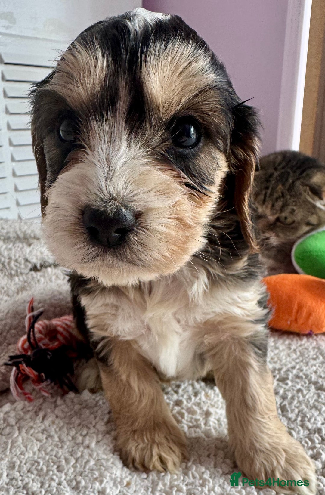 Cockapoo dogs for sale: Stunning show type cockapoo puppies  - Image 7
