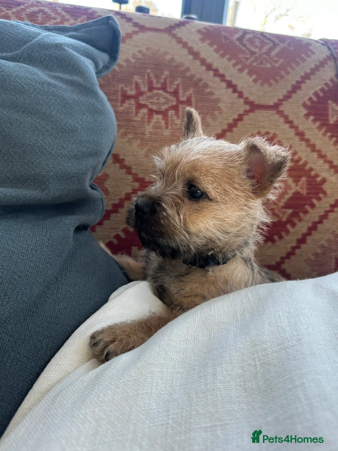 Cairn Terrier dogs for sale: Quality Beautiful KC Reg Cairn Terrier Puppies.  - Advert 3