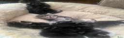 Mixed Breed cats for sale: Kittens for sale £100  in Sowerby Bridge - Advert 29