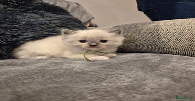 Ragdoll cats - Advert 1