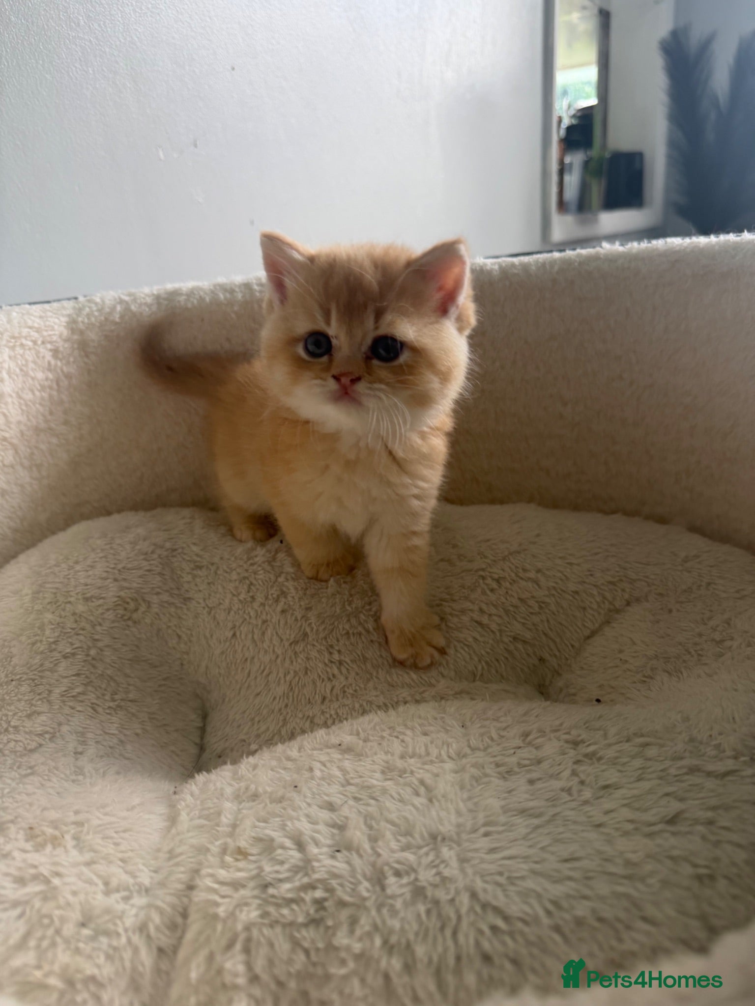 Brazilian Shorthair cats GCCF ACTIVE GOLEN MALE  - Advert 6
