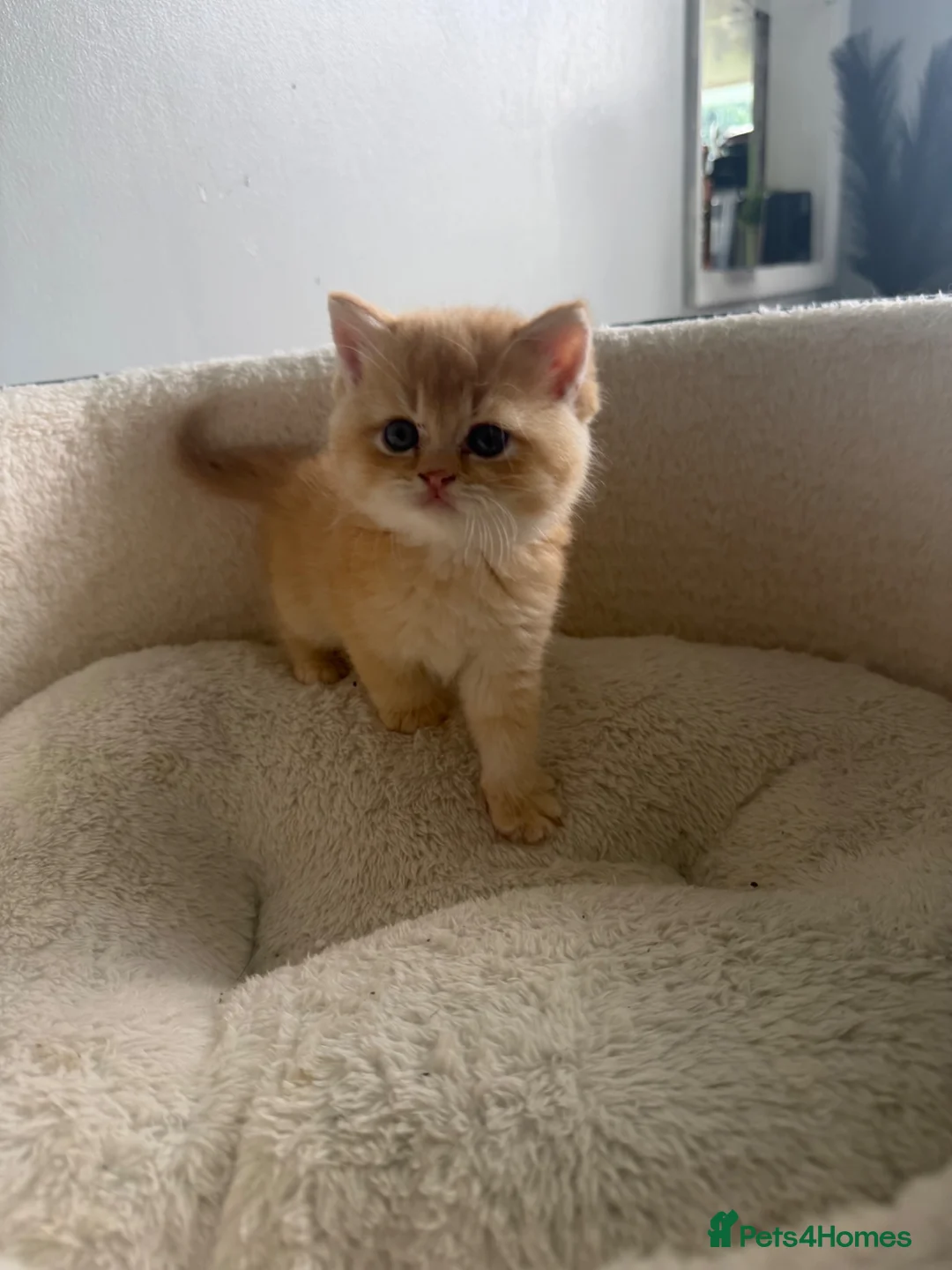 Brazilian Shorthair cats for sale: GCCF ACTIVE GOLEN MALE  - Advert 1