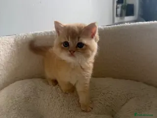Brazilian Shorthair cats GCCF ACTIVE GREEN EYES GOLDEN MALE - Advert 2