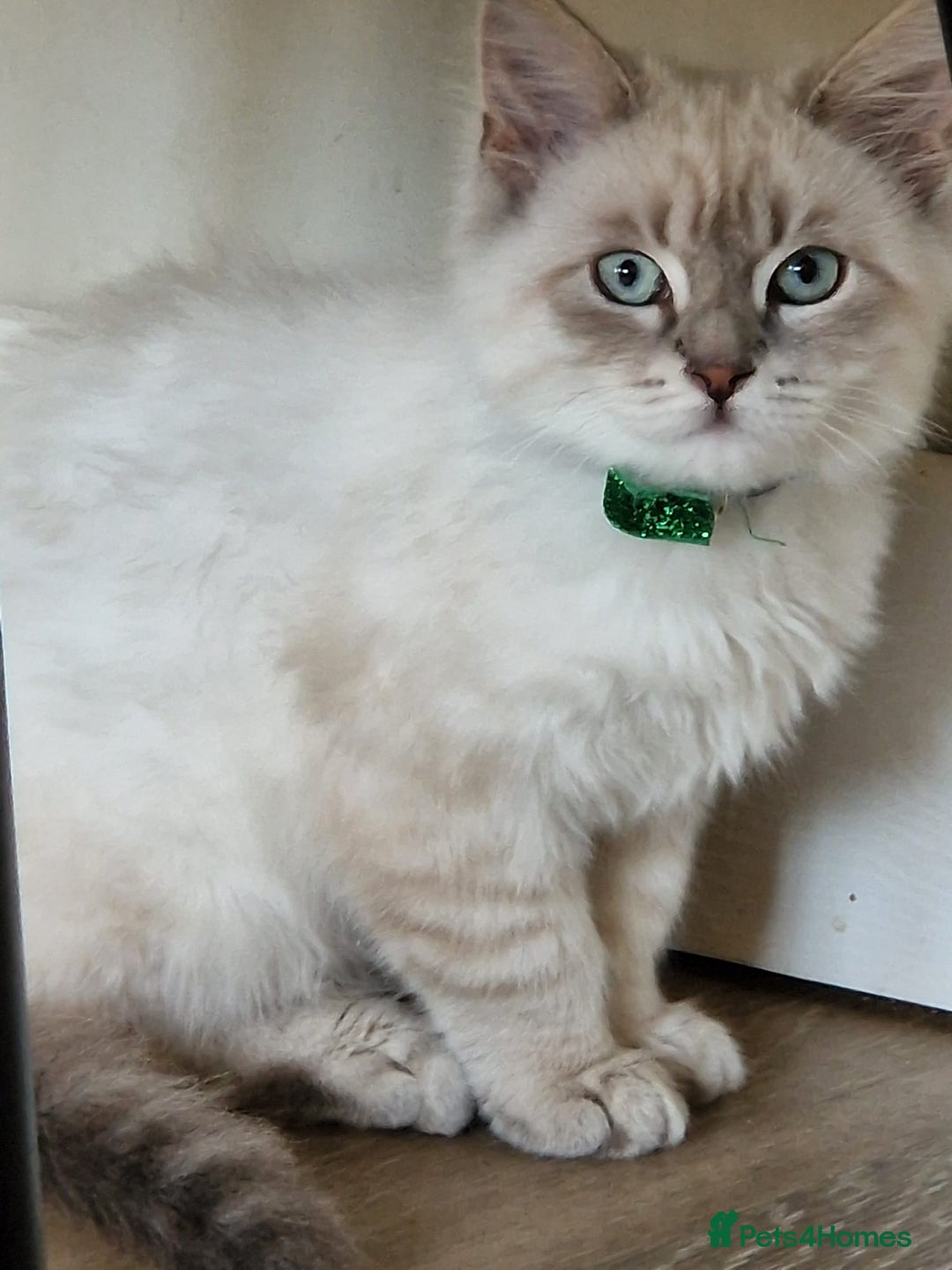 Siberian cats for sale: Blue Eyed Siberian Blue Point Kittens - Advert 1