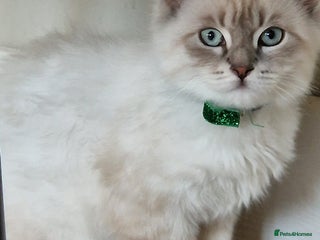 Siberian cats Blue Eyed Siberian Blue Point Kittens - Advert 4