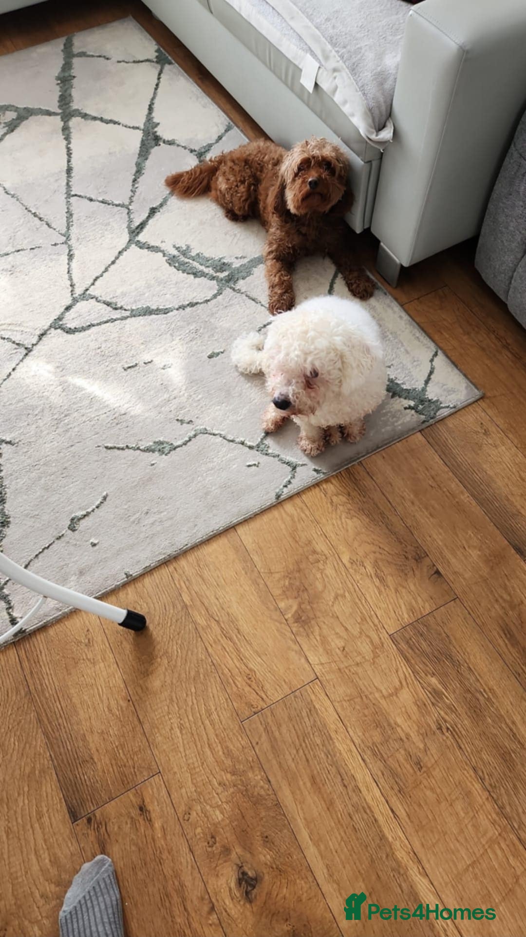 Mixed Breed dogs for sale: Time to say goodbye  - Image 1
