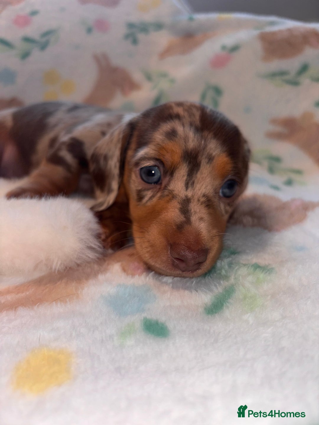Miniature Dachshund dogs for sale: Dreamy miniature dachshunds  - Advert 9