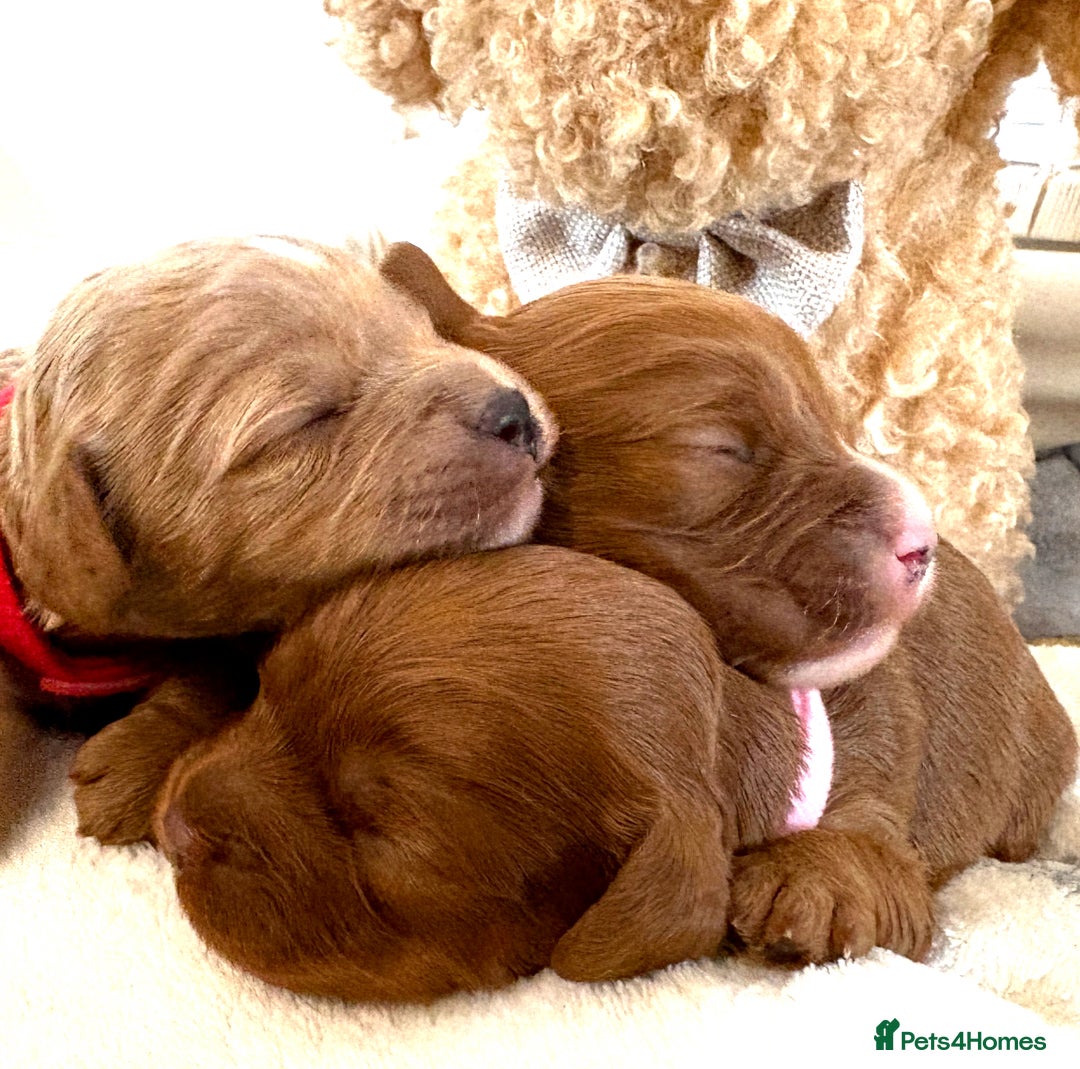 Cavapoo dogs for sale: 🔥 Waiting List for our next litter - F1 Cavapoos - Advert 6