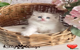 Ragdoll cats for sale: 🐾🩷*TICA REG* LYNX TABBY EU RAGDOLL KITTENS🩵🐾 - Image 6