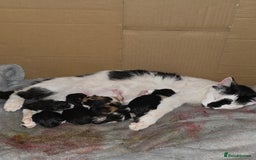 Domestic Shorthair cats for sale: 4 Kittens For Sale - Image 6