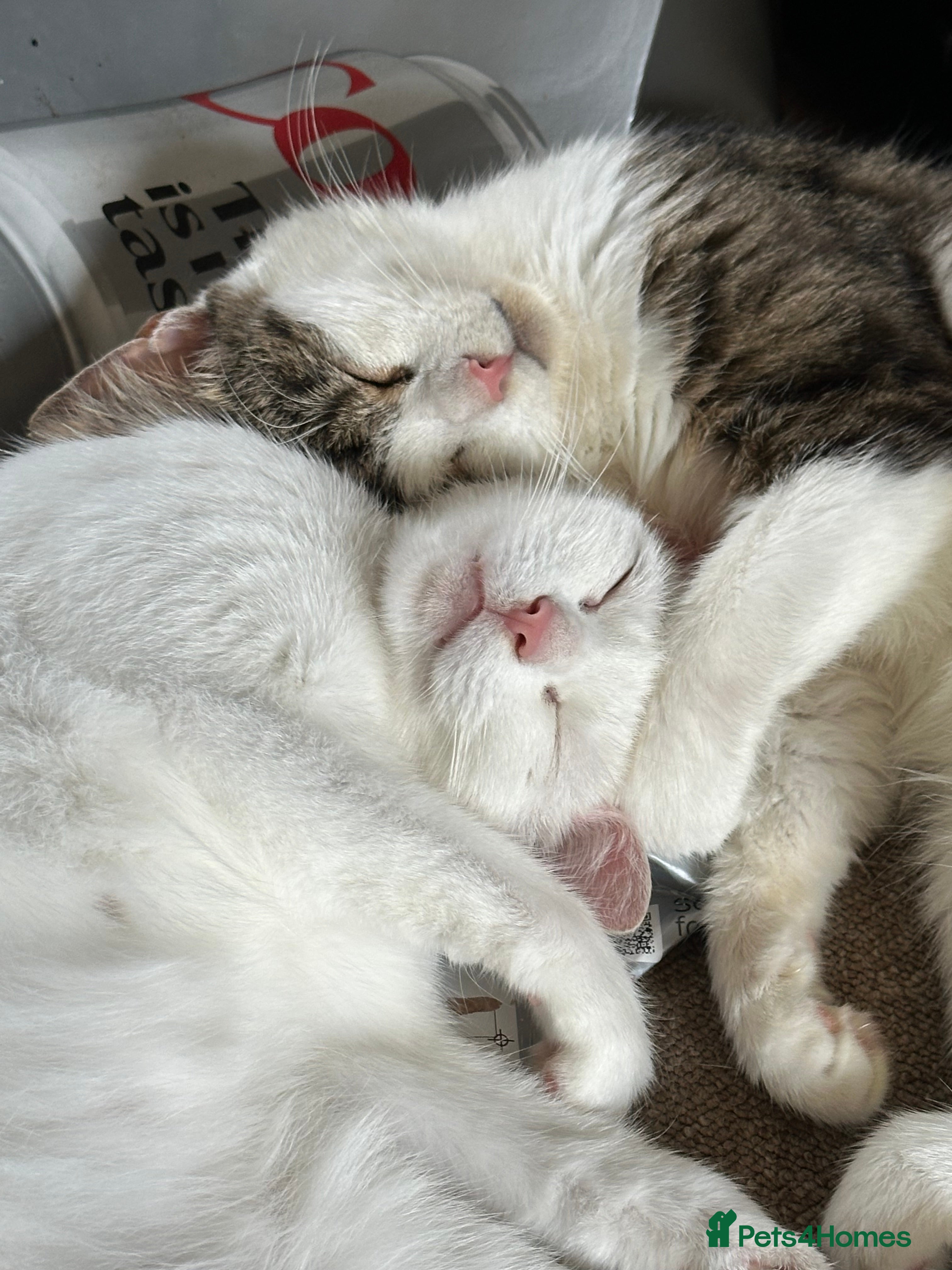 Domestic Shorthair cats (FREE) 2 Female cats need rehoming  - Advert 1