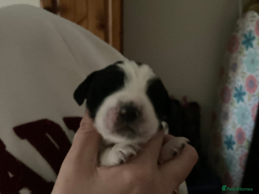 English Springer Spaniel dogs for sale: ESS RKC reg pups - Advert 4