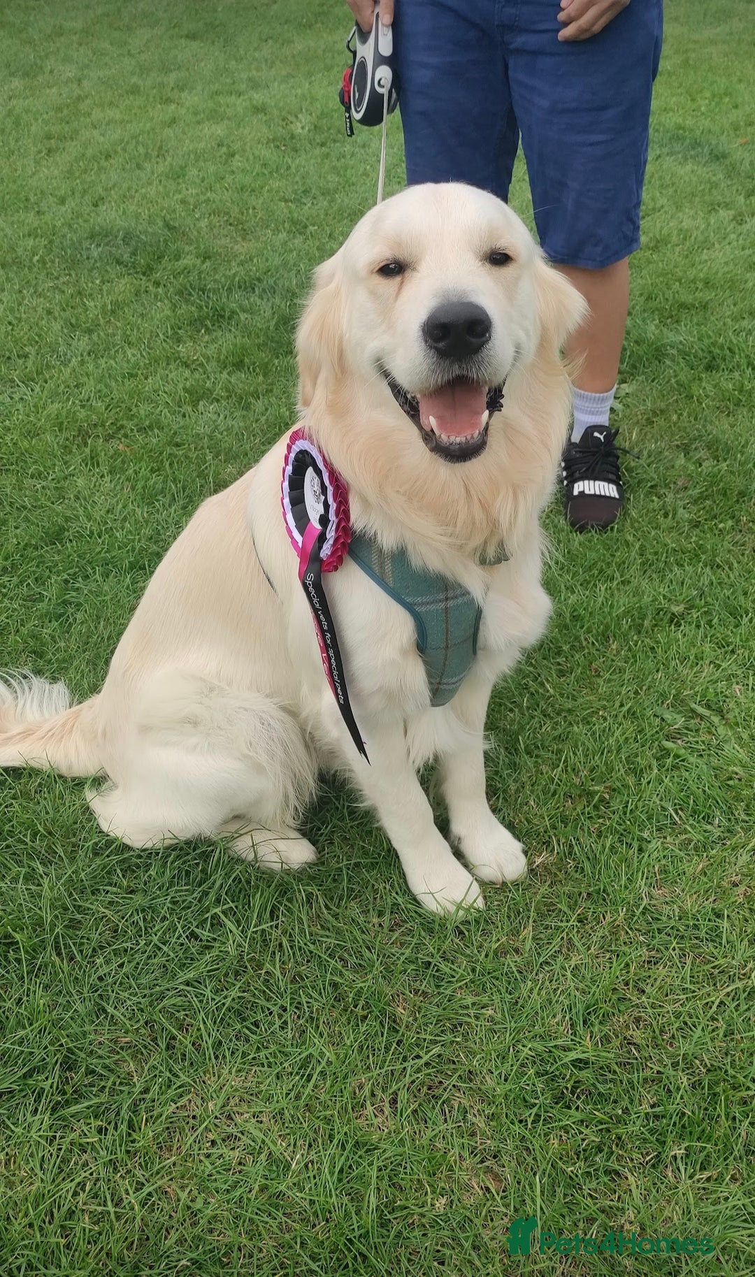 Golden Retriever dogs for stud: Gorgeous golden retriever  - Image 9