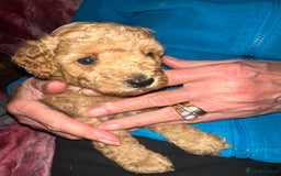 Toy Poodle dogs for sale: Toy poodle puppies - Image 2