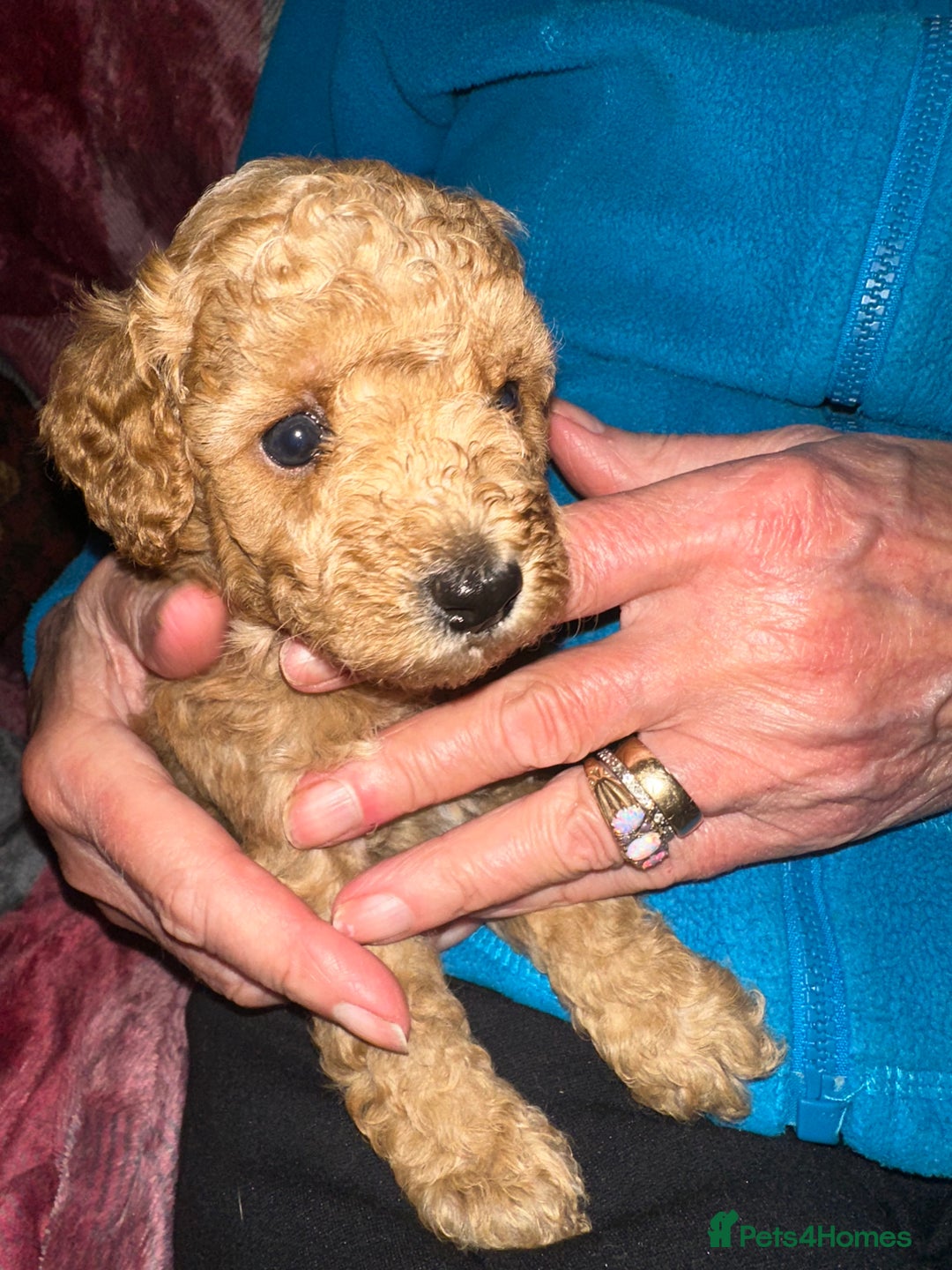 Toy Poodle dogs for sale: Toy poodle puppies - Image 2