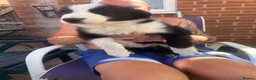Mixed Breed dogs for sale: 2 male border collie pups ready to go now - Advert 9