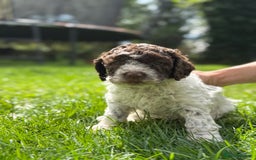Lagotto Romagnolo dogs for sale: READY TO LEAVE, LAST ONE Puppies Italian Water dog in Preston - Image 1