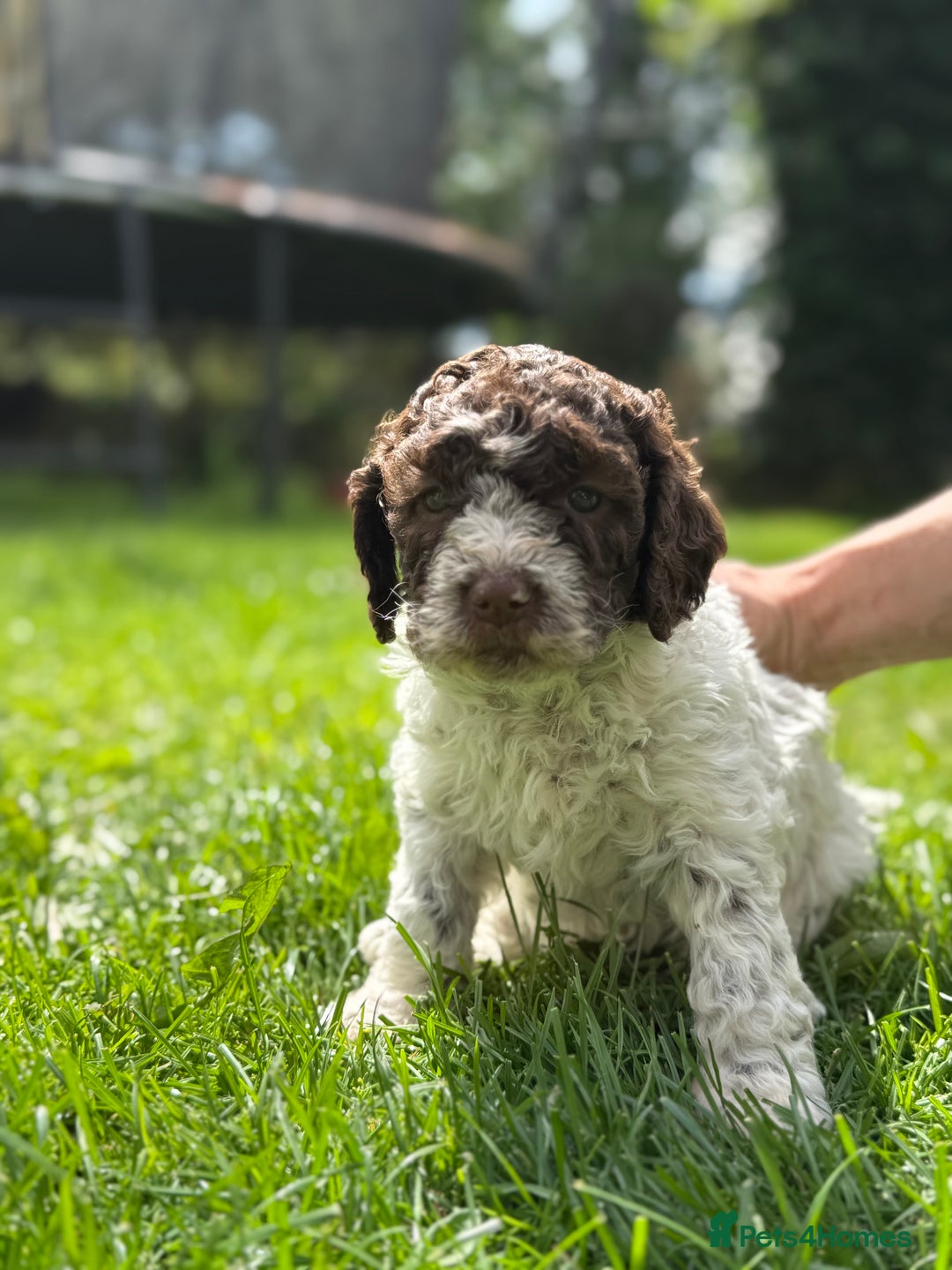 Lagotto Romagnolo dogs for sale: READY TO LEAVE, LAST ONE Puppies Italian Water dog in Preston - Image 1