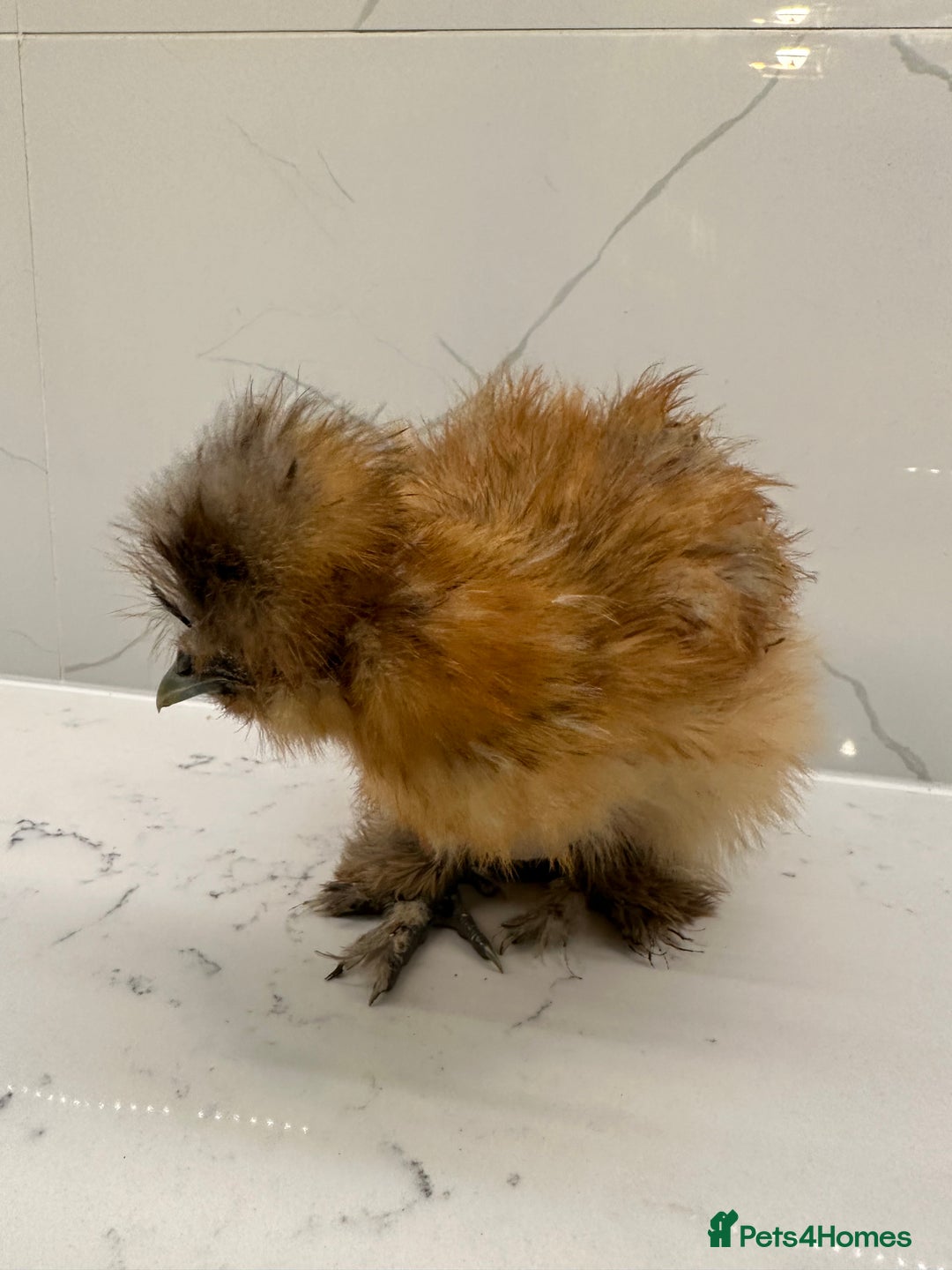 Chickens poultry for sale: Silkie and polish chicken looking for rehome  - Image 5