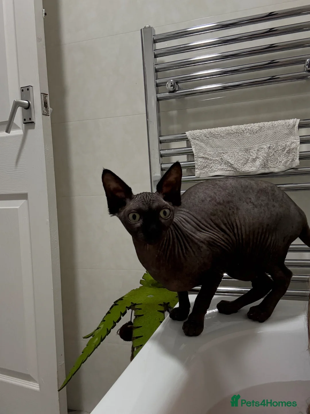 Sphynx cats for sale: Female Sphynx blue eyes and black green eyes  - Advert 2