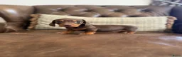 Miniature Dachshund dogs for sale: Miniature Dachshund Puppies  - Advert 6