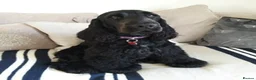 Cocker Spaniel dogs for sale: KC Reg Show Type Cocker Spaniel Puppies in Melton Mowbray - Advert 10