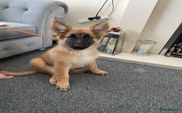 German Shepherd dogs for sale: Straight back german shepard puppies  - Image 4