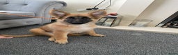 German Shepherd dogs for sale: Straight back german shepard puppies  - Advert 4