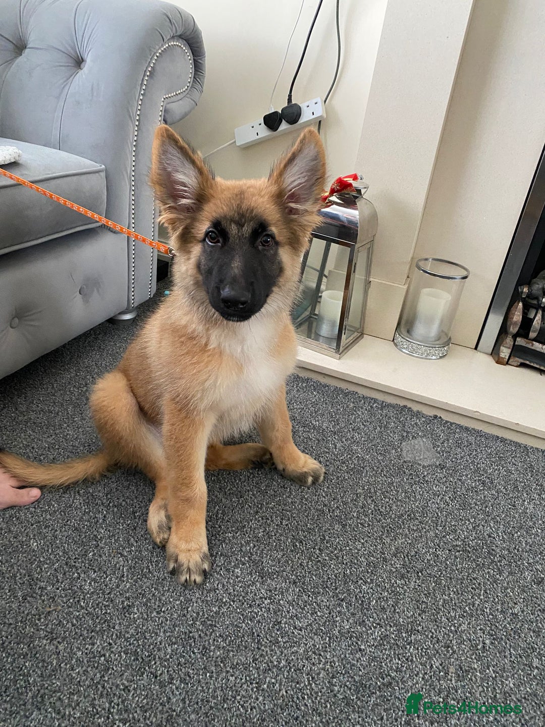 German Shepherd dogs for sale: Straight back german shepard puppies  - Image 4
