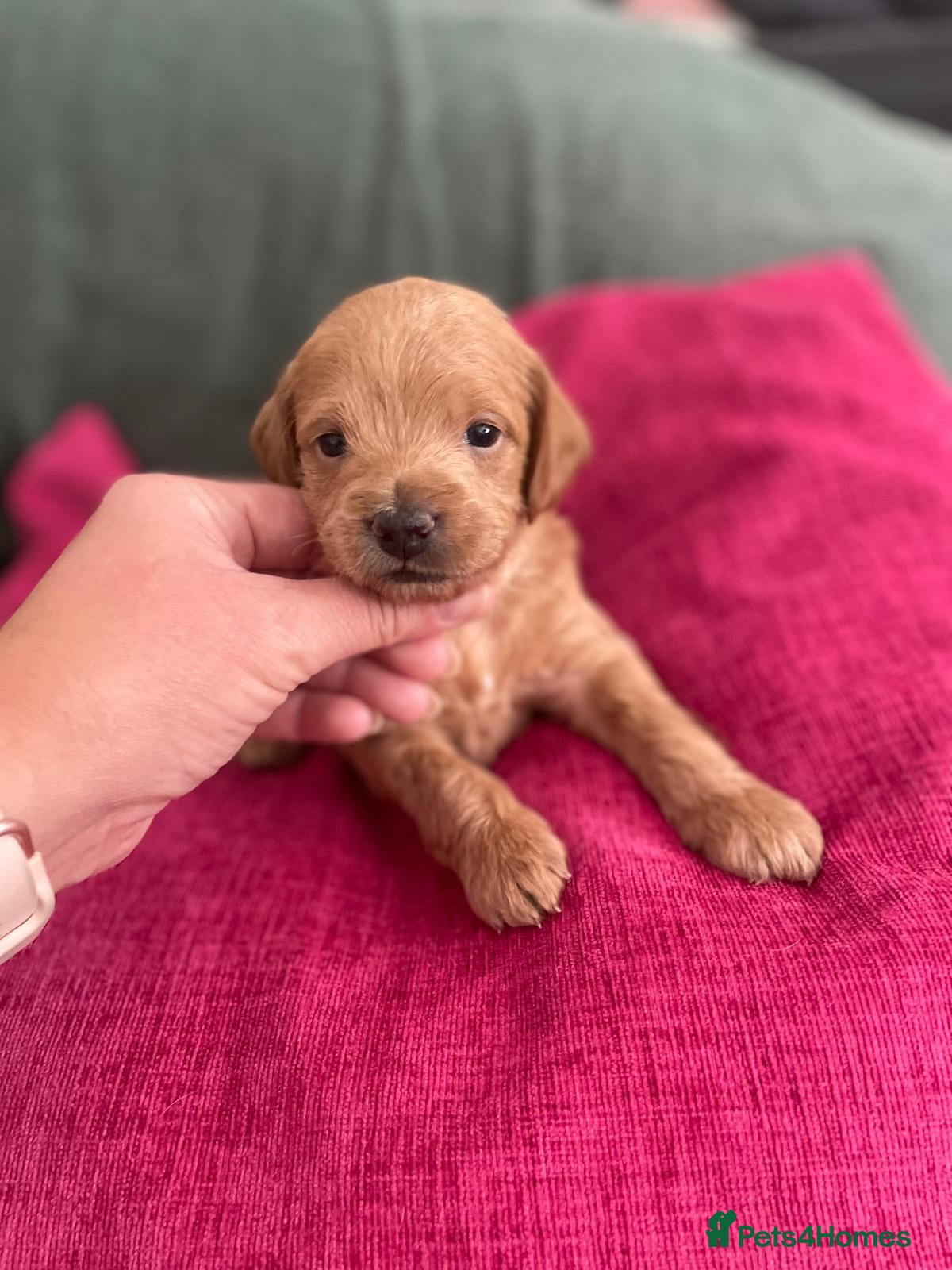 Mixed Breed dogs 7 Stunning Toy Red Poodle X PugxCockerpoo Puppies - Advert 1