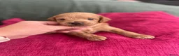 Mixed Breed dogs for sale: 7 Stunning Toy Red Poodle X PugxCockerpoo Puppies in Greenhithe - Advert 1