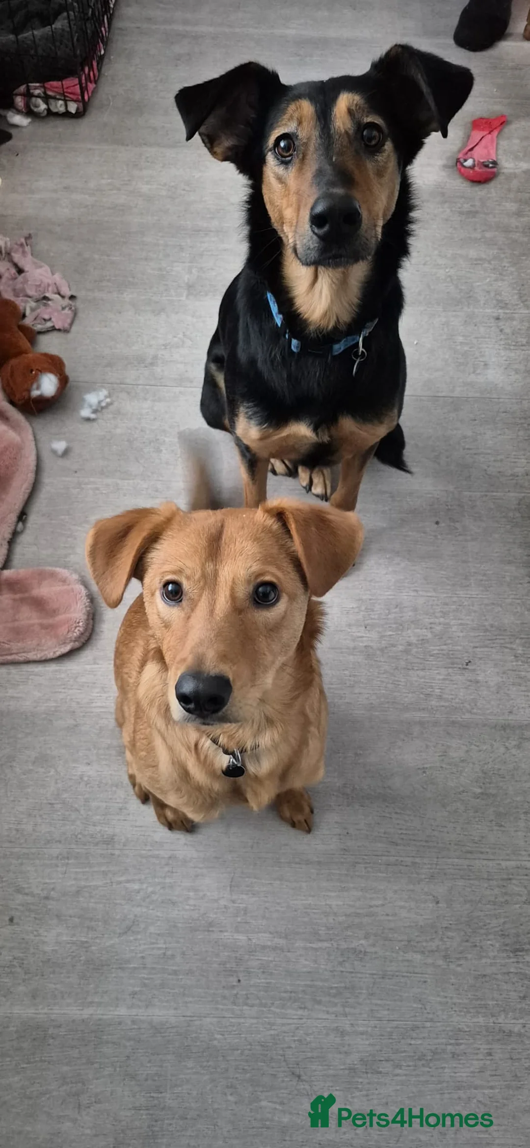 Mixed Breed dogs for adoption: 💙Archie💙10-month-old loving boy, upper-medium - Advert 3