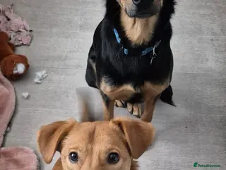 Mixed Breed dogs 💙Archie💙10-month-old loving boy, upper-medium - Advert 4