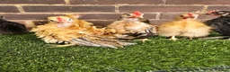 Chickens poultry for sale: Serama Cockerels  - Advert 7