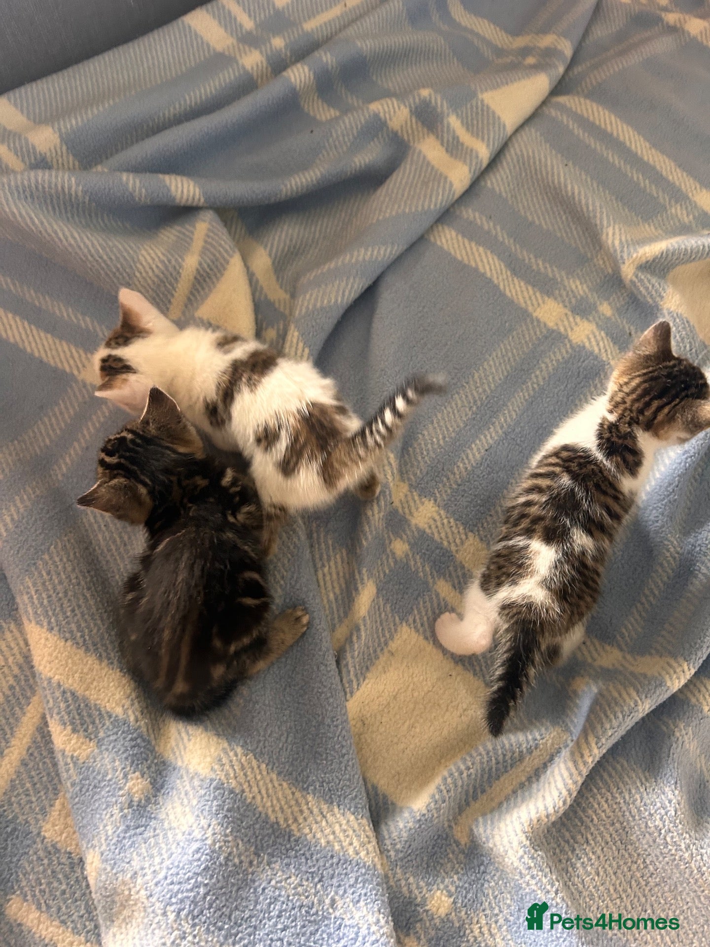 Mixed Breed cats Gorgeous litter of playful kittens - Advert 1
