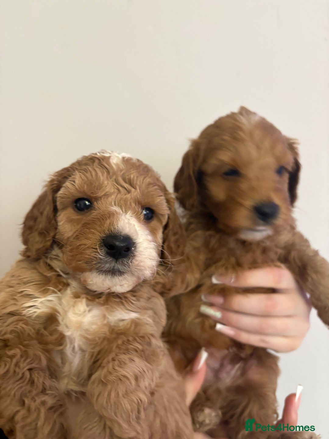 Cavapoo dogs for sale: 2 males and 1 female left  - Advert 1