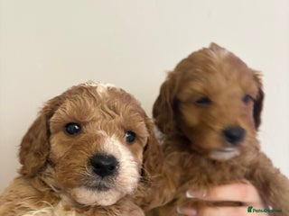 Cavapoo dogs 2 males and 1 female left - Advert 3