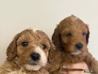 Cavapoo dogs Gorgeous cavapoos - Advert 13