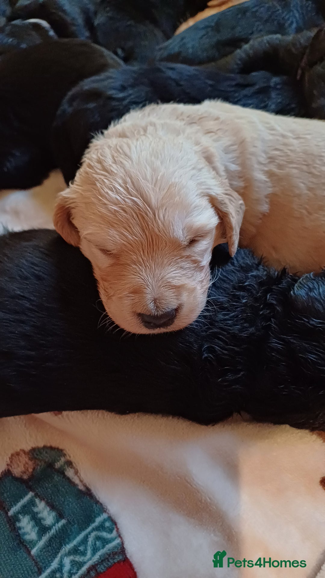 Goldendoodle dogs for sale: Goldendoodles. Family pets - Advert 17