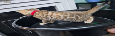 Bengal kitten "Lollipop"