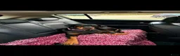 Dobermann dogs for sale: Storm - Advert 2