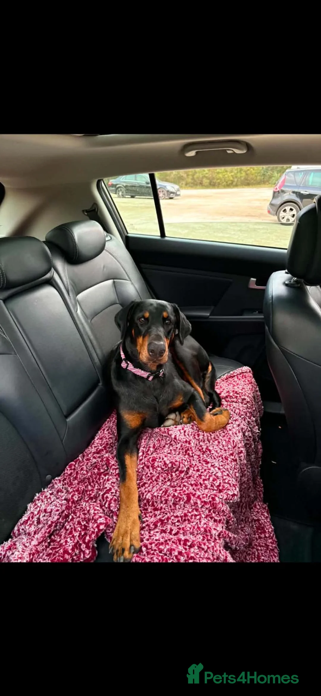 Dobermann dogs for sale: Storm - Advert 2