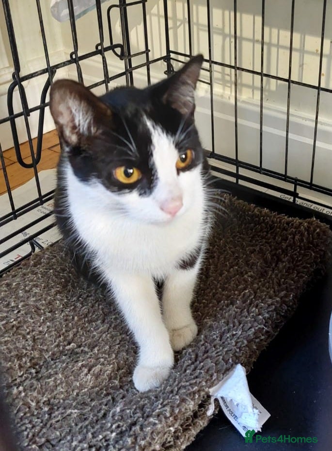Mixed Breed cats for adoption: Rescue cats for adoption in Potters Bar - Advert 3