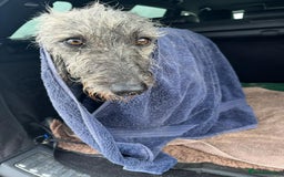 Mixed Breed dogs for sale: Bedlington terrier whippetXwhippet puppies - Image 5