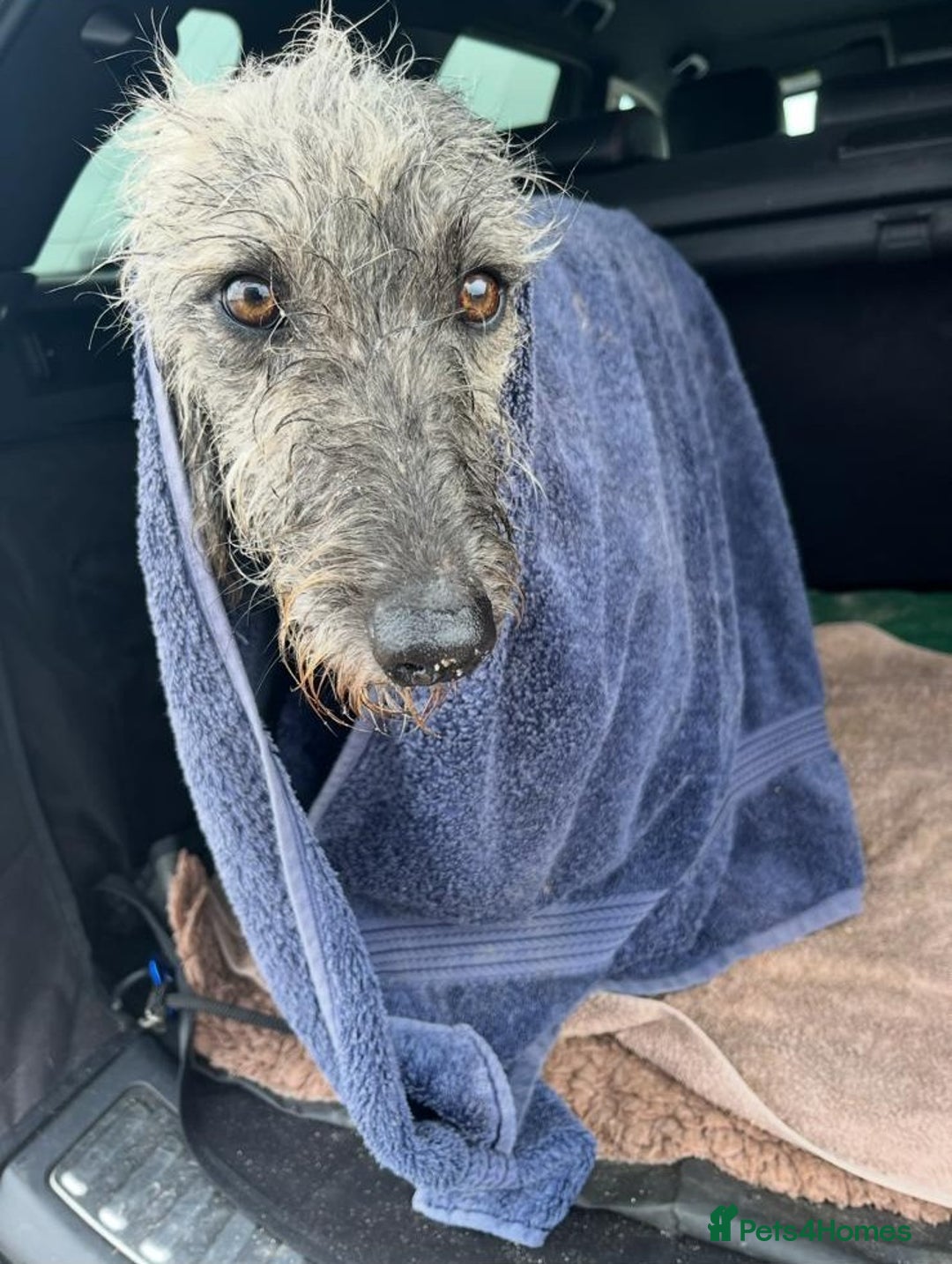 Mixed Breed dogs for sale: Bedlington terrier whippetXwhippet puppies - Image 5