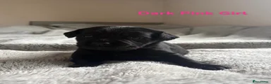 Cockerdor Puppy - Dark Pink