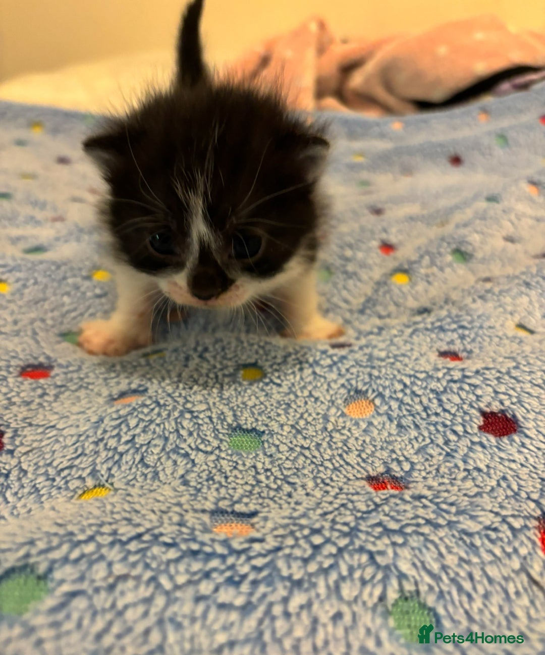 Mixed Breed cats for sale: Beautiful kittens for sale 🥰 - Advert 10